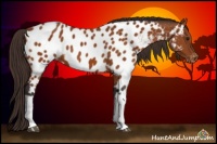 Horse Color:Buckskin Tobiano Appaloosa