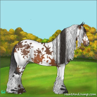 Horse Color:Bay Splash Tobiano Frame 