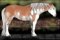 Horse Color:Silver Bay Splash 
