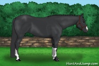 Horse Color:Black 