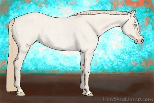 Horse Color:Smoky Creme Roan Dun 