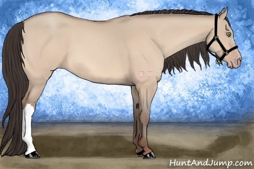 Horse Color:Amber Champagne Dun 