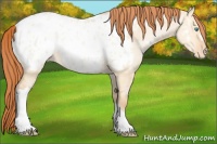 Horse Color:Buckskin Pearl Dun Appaloosa 