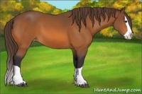 Horse Color:Buckskin Splash Appaloosa