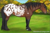 Horse Color:Bay Appaloosa Rabicano 