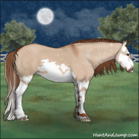 Horse Color:Red Dun Splash 