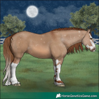 Horse Color:Red Dun Splash 