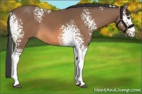 Horse Color:White Spotted Buckskin