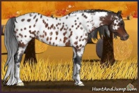 Horse Color:White Spotted Brown Blanket 