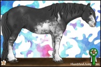 Horse Color:Black Sabino