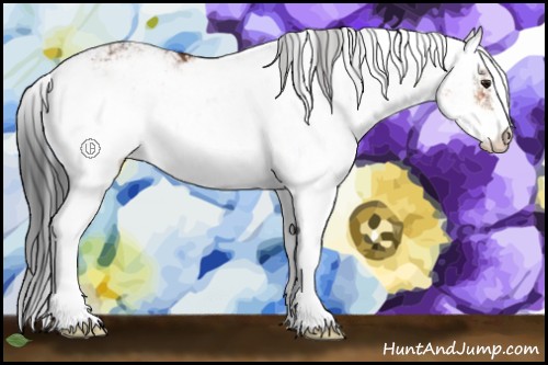 Horse Color:Bay Sabino 