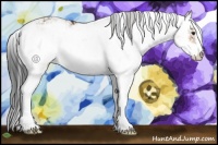 Horse Color:Bay Sabino 