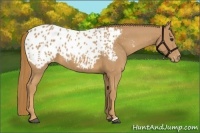 Horse Color:Chestnut Appaloosa 