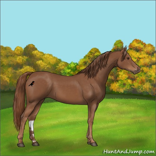 Horse Color:Chestnut 