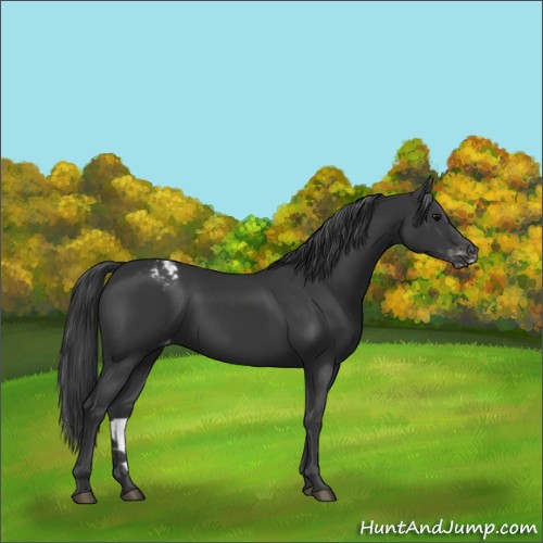 Horse Color:Black Appaloosa 