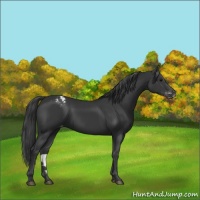 Horse Color:Black Appaloosa 