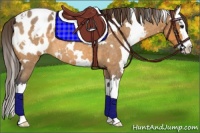 Horse Color:White Spotted Buckskin Roan Splash Appaloosa 