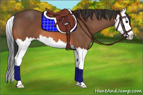 Horse Color:Bay Splash 