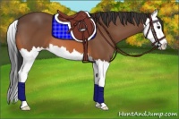 Horse Color:Bay Splash 