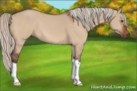 Horse Color:Silver Bay Dun