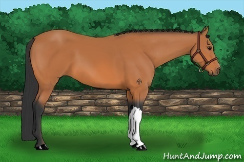 Horse Color:Bay 