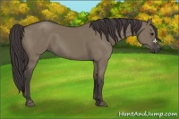 Horse Color:Smoky Grullo