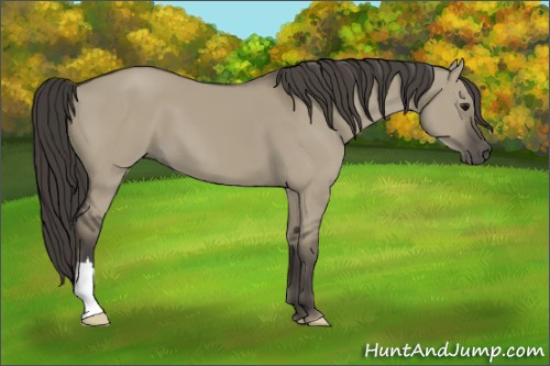 Horse Color:Smoky Grullo 