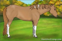 Horse Color:Chestnut Tobiano