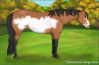 Horse Color:Bay Frame