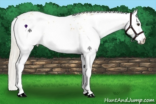 Horse Color:White Spotted Palomino Appaloosa 