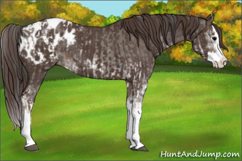 Horse Color:Grullo Sabino Splash Appaloosa  and Liver Chestnut Sabino Splash Appaloosa 