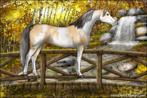 Horse Color:White Spotted Buckskin Roan 