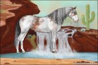 Horse Color:White Spotted Bay 