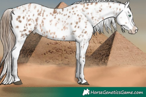 Horse Color:Liver Chestnut Pearl Sabino Splash Near Leopard and Liver Chestnut Pearl Sabino Splash Near Leopard