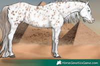 Horse Color:Liver Chestnut Pearl Sabino Splash Near Leopard  and Liver Chestnut Pearl Sabino Splash Near Leopard 