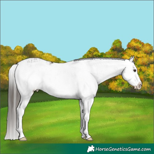Horse Color:Liver Chestnut Sabino Splash Appaloosa  and Liver Chestnut Sabino Splash 