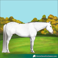 Horse Color:Liver Chestnut Sabino Splash Appaloosa  and Liver Chestnut Sabino Splash 