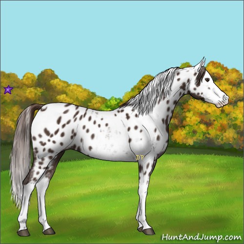 Horse Color:Liver Chestnut Sabino Splash Near Leopard and Liver Chestnut Sabino Splash Near Leopard