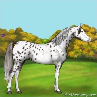 Horse Color:Liver Chestnut Sabino Splash Near Leopard  and Liver Chestnut Sabino Splash Near Leopard 