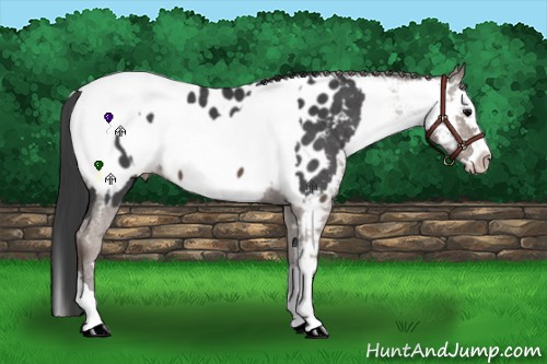 Horse Color:Black Sabino Splash Appaloosa and Liver Chestnut Sabino Splash Appaloosa