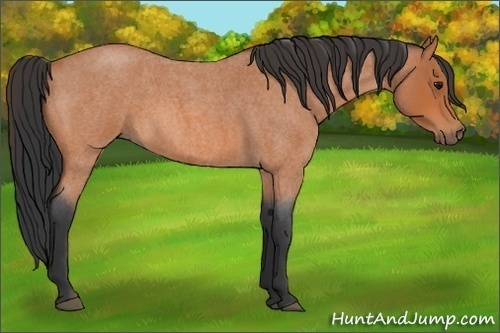Horse Color:Bay Roan 