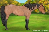 Horse Color:Bay Roan