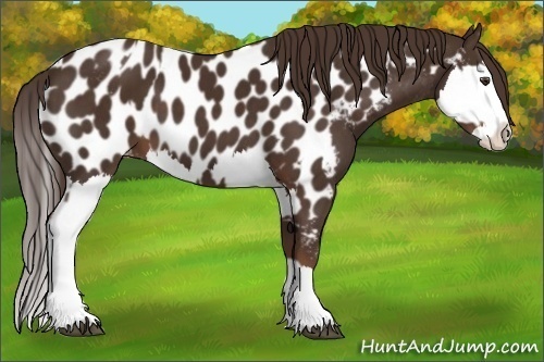 Horse Color:Liver Chestnut Sabino Splash Near Leopard and Liver Chestnut Sabino Splash Near Leopard
