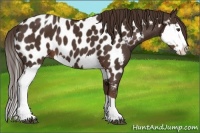 Horse Color:Liver Chestnut Sabino Splash Near Leopard  and Liver Chestnut Sabino Splash Near Leopard 