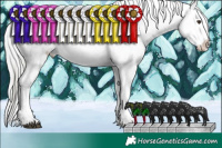 Horse Color:Liver Chestnut Mushroom Sabino Splash Tobiano Near Fewspot  and Brown Chinchilla Dun Sabino Splash Blanket 