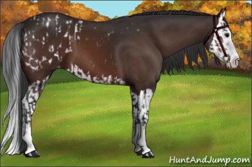 Horse Color:Brown Sabino Splash Appaloosa  and Brown Sabino Splash 