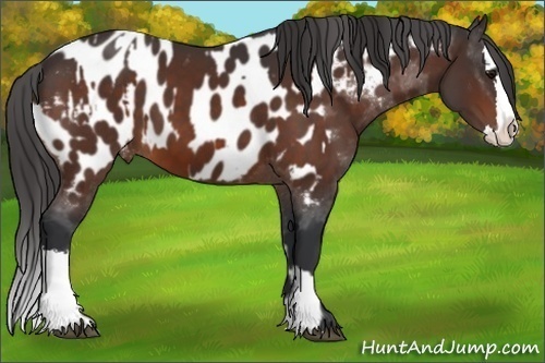Horse Color:Bay Sabino Splash Appaloosa  and Bay Sabino Splash Appaloosa 