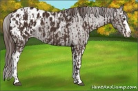 Horse Color:Liver Chestnut Sabino Splash Appaloosa  and Liver Chestnut Sabino Splash Appaloosa 