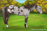 Horse Color:Liver Chestnut Sabino Splash Appaloosa  and Liver Chestnut Sabino Splash Appaloosa 