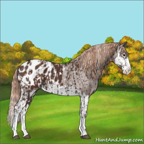 Horse Color:Liver Chestnut Sabino Splash Appaloosa and Liver Chestnut Sabino Splash Appaloosa